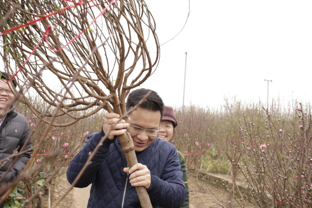 Đào được mùa, người dân Nhật Tân phấn khởi 